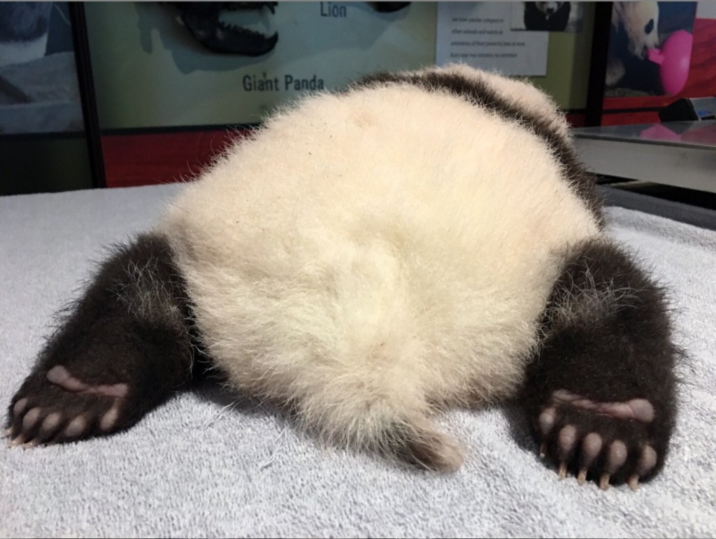 Young panda cub, lying belly down on table, seen from the back. See soles of hind paws and round, fluffy butt.