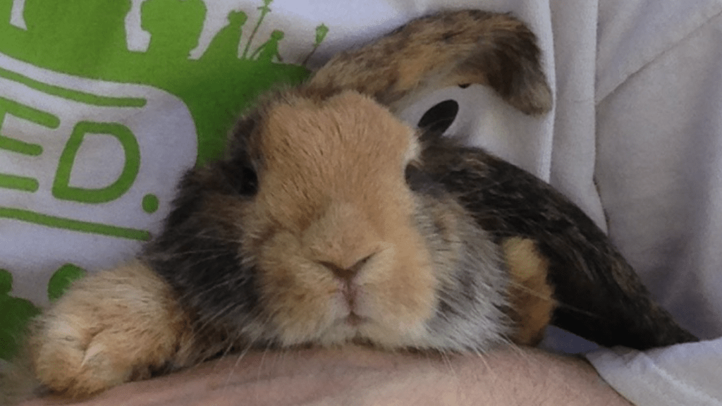 Head of large rabbit with floppy ears lookung content at being held in by human. (Person largely unseen.)