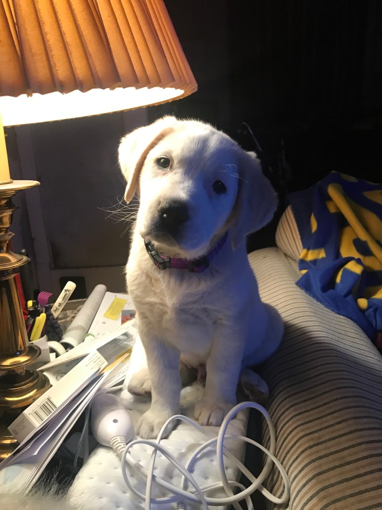 Creamy white Great Pyrenees puppy sits on cluttered table with head  cocked to his right, looking at camera.