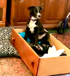 Black and white young puppy sits atop folded clothes in a drawer on the floor.