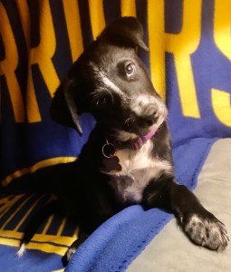 Black and white puppy lounges in recliner, its head cocked to one side, a paw on the chair’s arm