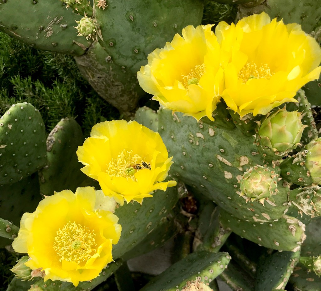 Closeup of four bright yellow flowers, open in broad cups, sit atop green succulent cactus. 