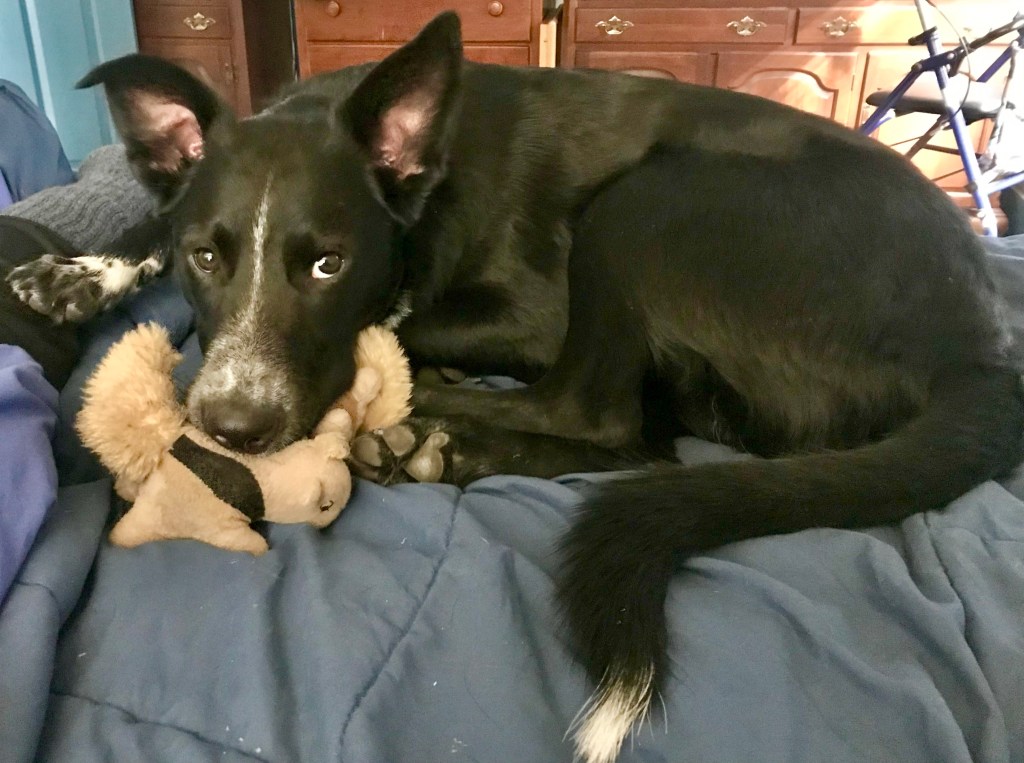 Large black dog with some white markings lies on side cuddling toy squirrels under chin. Looks endearingly at camera. 