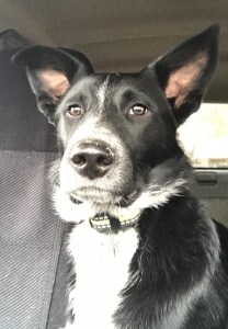 Bust of black and white dog inside SUV