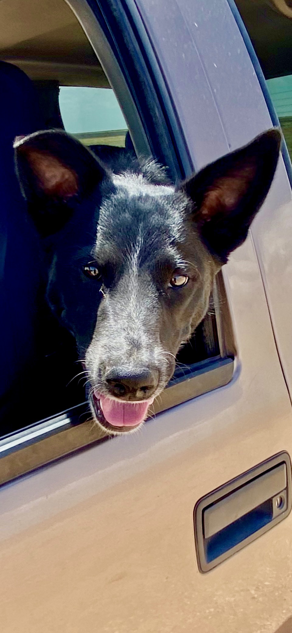 Face of black dog hanging out of car window