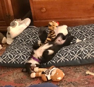 Black puppy with white bib on back falling/sliding off dog bed in pursuit of toy. 