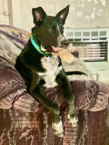 Large black dog with white bib sitting on couch with toy squirrel in mouth