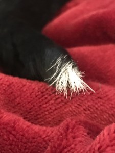 End of dog’s tail: black with white hairs at tip that look like a used paint brush. 