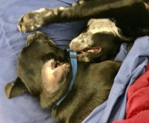 Triptych of two black dogs (small pug mix and shepherd+ mix) playing intimately. 