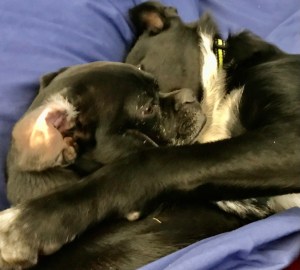 Triptych of two black dogs (small pug mix and shepherd+ mix) playing intimately. 