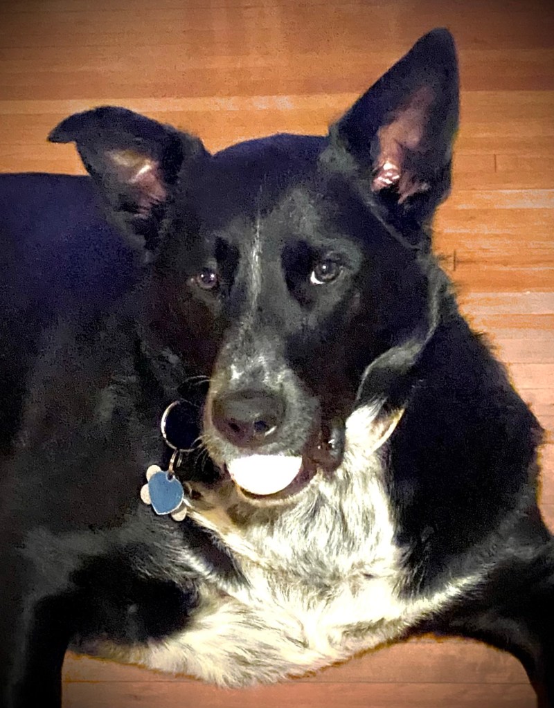 Handsome black dog with white bib and golf ball in mouth, facing camera. 