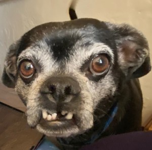 Extreme closeup of small dog's face: big, round eyes and hilarious, toothy grin